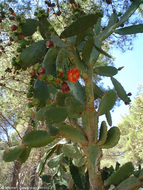 cactus in bloom