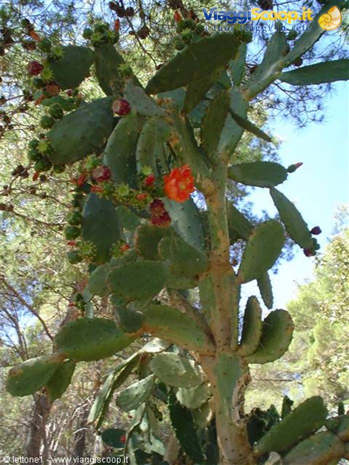 cactus in bloom