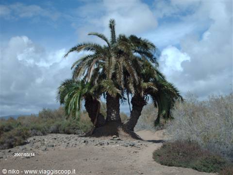 Canary palm cluster on rocky volcanic ground under cloudy sky
