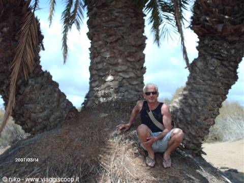 Man crouching on the thick trunk of a palm tree under blue sky
