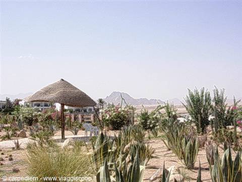 Thatched parasol among agaves and cacti in Sharm el-Sheikh's sandy garden