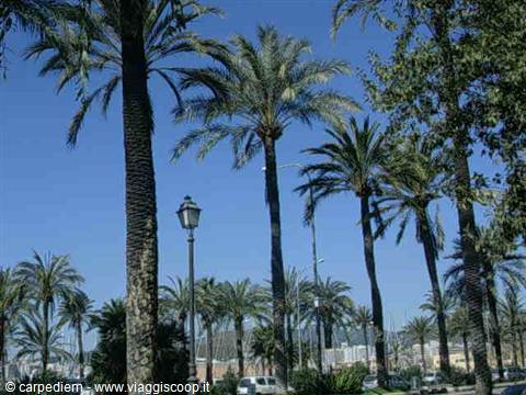Tall palm trees and a street lamp against blue sky in Palma de Mallorca