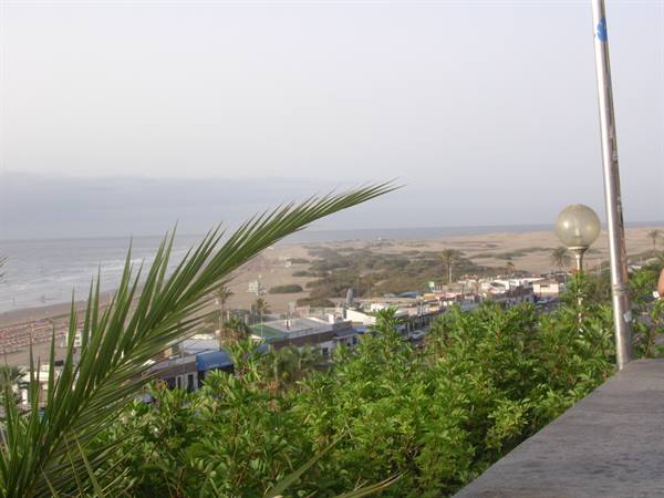 Palm frond and bushes in front of white houses and ocean beach