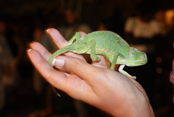 Green chameleon resting on an open hand, blurred night background