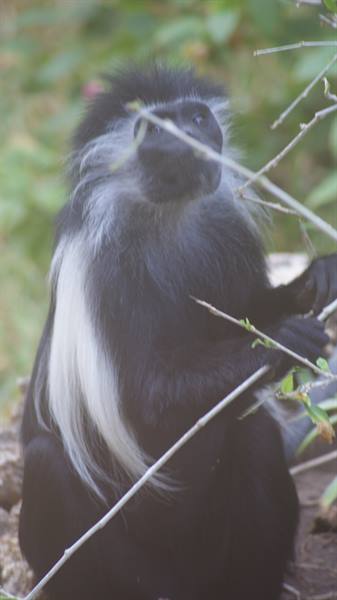 Black and white colobus monkey among thin branches
