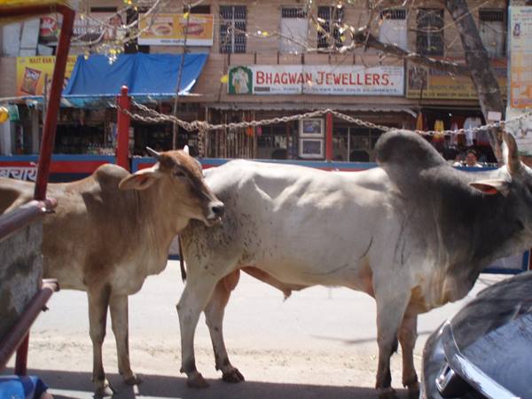 Two zebu cows on the street in front of shops, Bhagwan Jewellers sign