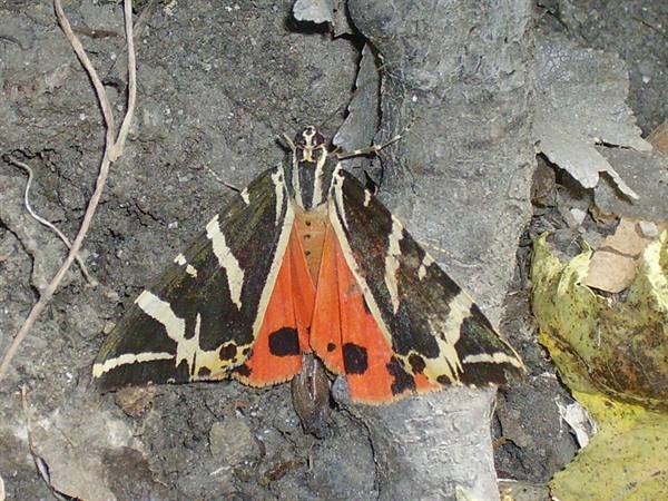 Petaloudes, the valley of the butterflies