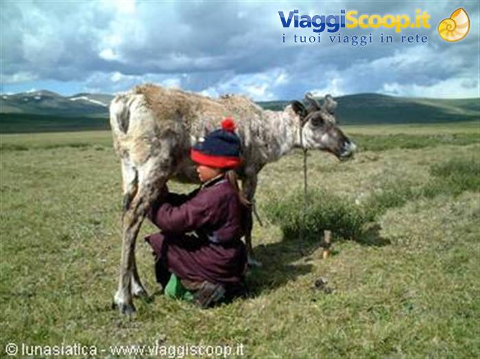 milking the reindeer