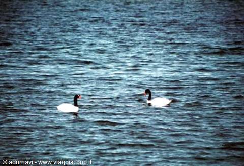 black-necked swans - Puerto Natales