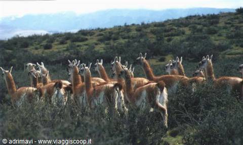 guanaco - Towers of Paine