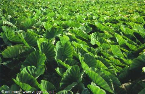 tobacco plantations