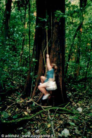 rainforest - Palenque