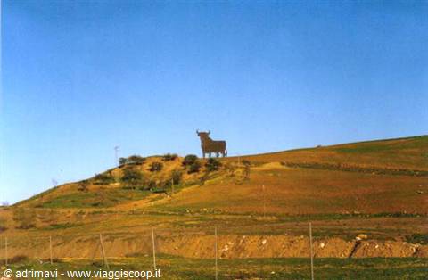 the characteristic bulls