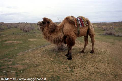 kizil-kum desert - camel