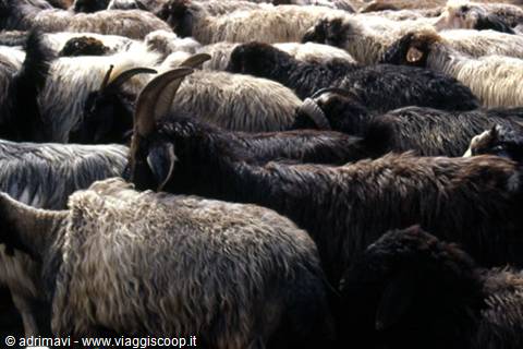 flock of sheep - kizil-kum desert
