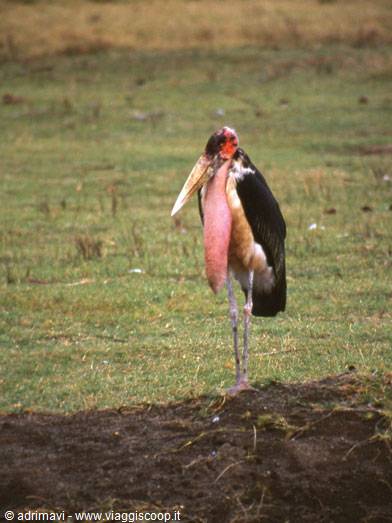 Nakuru National Park - malibu
