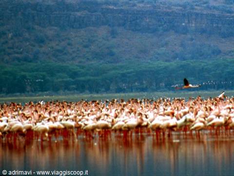 Nakuru National Park - flamingos