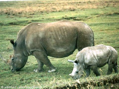 Nakuru National Park - rhinos