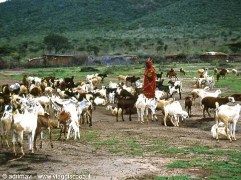 masai shepherd