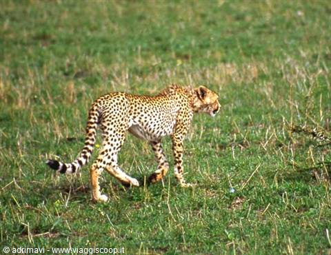 Masai Mara Reserve - cheetah