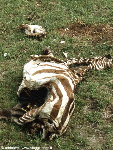 Masai Mara Reserve - zebra carcass