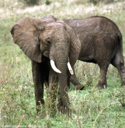 Masai Mara Reserve - elephant