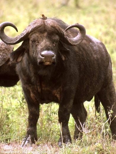 Masai Mara Reserve - buffalo