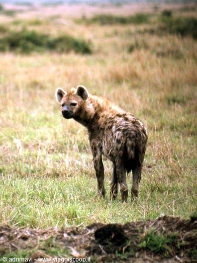Masai Mara Reserve - hyena