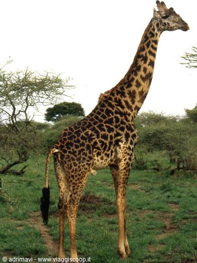 Masai Mara Reserve - giraffe