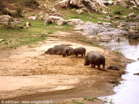 Masai Mara Reserve - hippos