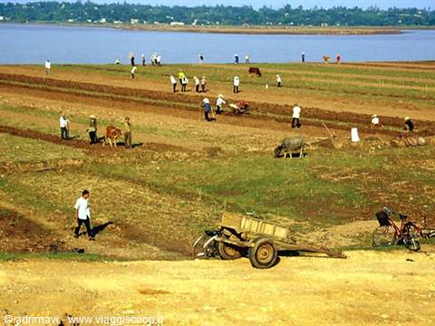 work in the fields
