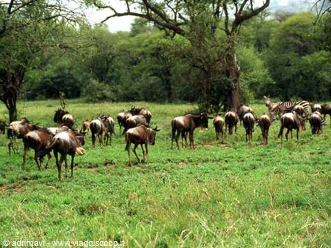 wildebeest - Serengeti