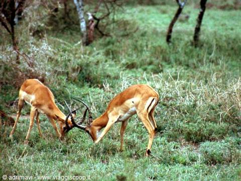 Thomson's gazelles - Serengeti