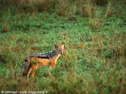 jackal - Serengeti