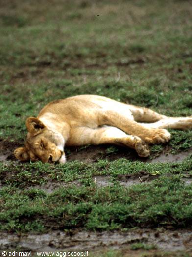lioness - Serengeti