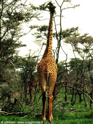 giraffe - Serengeti