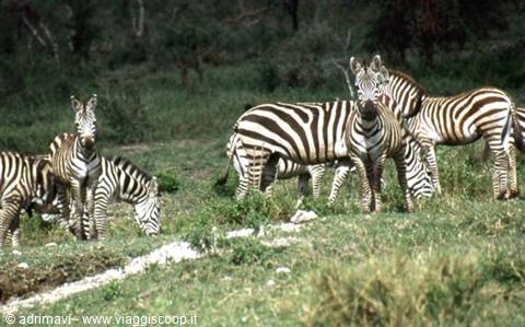 zebras - Serengeti