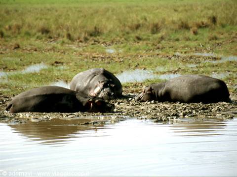 hippos - Ngorongoro