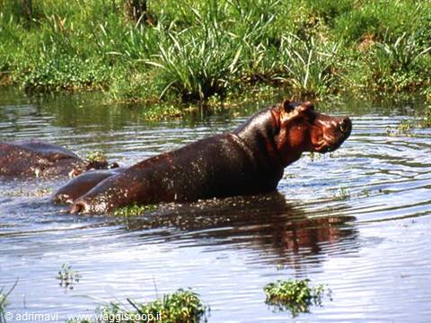 hippo - Ngorongoro