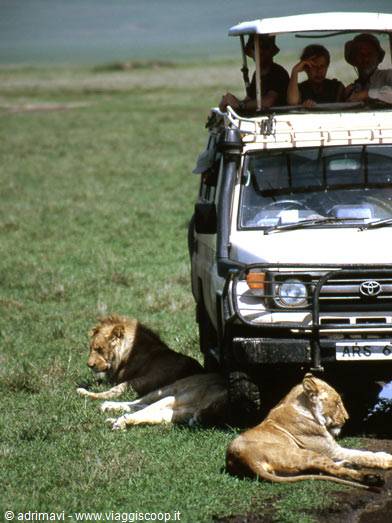 lions - Ngorongoro