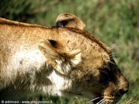 young lion - Ngorongoro