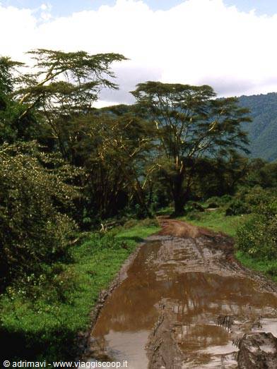 Ngorongoro Crater - Lerai Forest, track