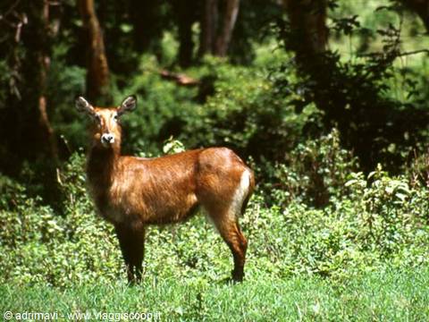 Ngorongoro Crater - Lerai Forest, roan antelope