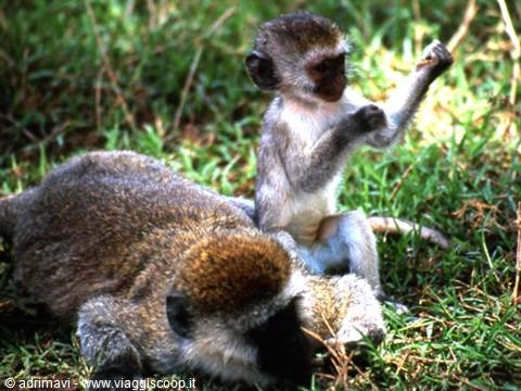Ngorongoro Crater - Lerai Forest, vervet monkey