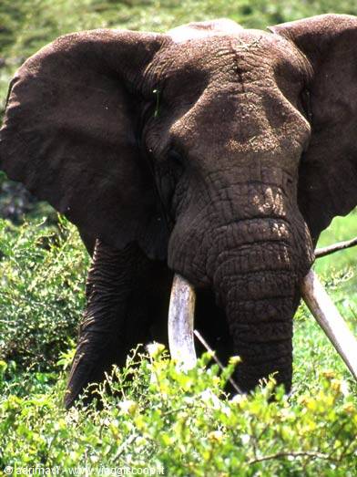 Ngorongoro Crater - Lerai Forest, elephant