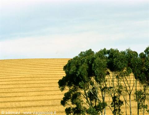Green trees in front of a golden wheat field with ploughed rows