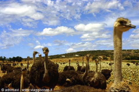 Ostrich farm by day: dry hills, olive groves and cloudy sky