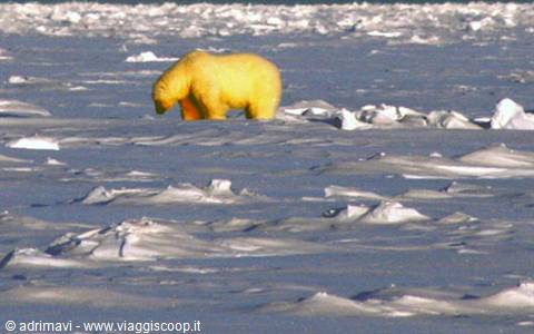 the king of the arctic, the polar bear