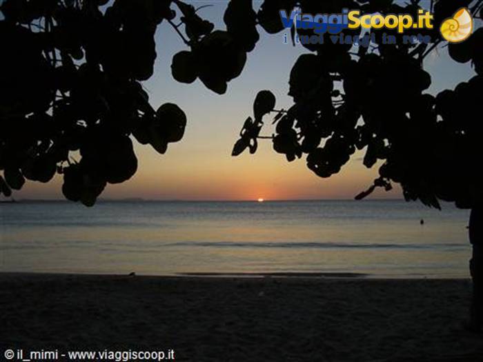 Dark sea grape branches frame the setting sun over calm water