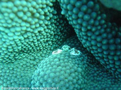 Anemone crab